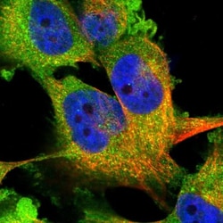 WWP1 Antibody, Novus Biologicals:Antibodies:Primary Antibodies